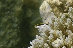 Paracirrhites forsteri
