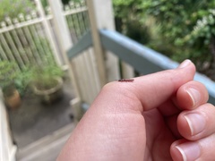 Platisus angusticollis