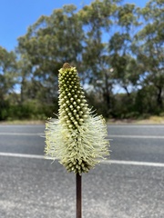 Xanthorrhoea macronema