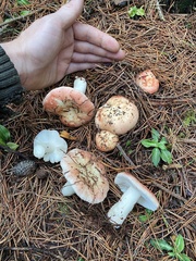 Russula bicolor