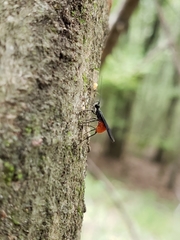 Braconinae