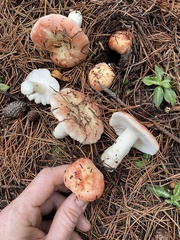 Russula bicolor