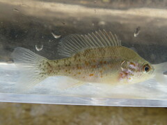 Lepomis humilis