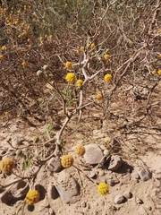 Vachellia macracantha