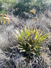 Tillandsia lajensis