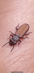Platisus angusticollis