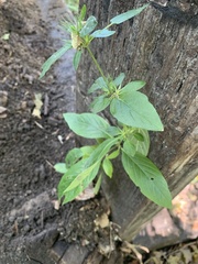 Ruellia caroliniensis