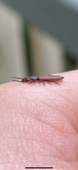 Platisus angusticollis