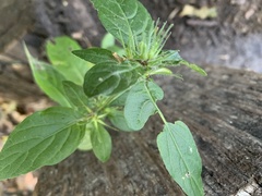 Ruellia caroliniensis
