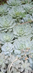 Echeveria elegans