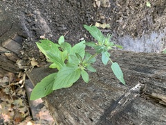 Ruellia caroliniensis