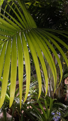 Dypsis lutescens
