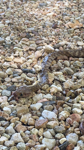 Brown Tree Snake sighting