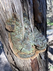 Pyrofomes juniperinus