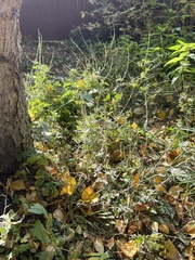 Sisymbrium officinale