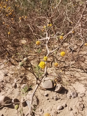 Vachellia macracantha