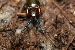 Cormocephalus esulcatus