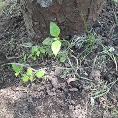 Amaranthus deflexus