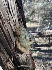 Pyrofomes juniperinus