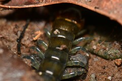 Cormocephalus esulcatus