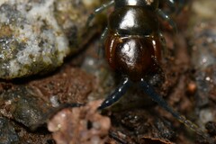 Cormocephalus esulcatus