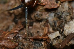 Cormocephalus esulcatus