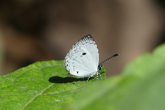 Neopithecops zalmora