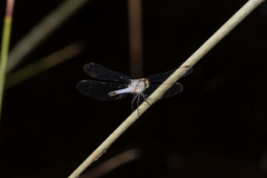 Brachydiplax denticauda