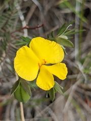 Gompholobium pinnatum