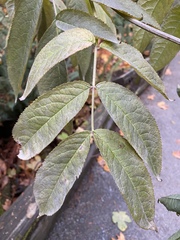 Erysiphe vanbruntiana sambuci-racemosae