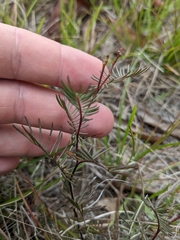 Gompholobium pinnatum