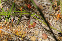 Drosera spilos