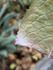 Erysiphe vanbruntiana sambuci-racemosae