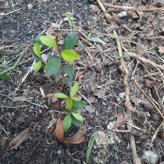 Ternstroemia gymnanthera