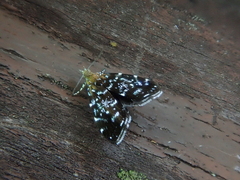 Prochoreutis