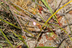 Drosera spilos