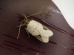 Agonopterix costaemaculella