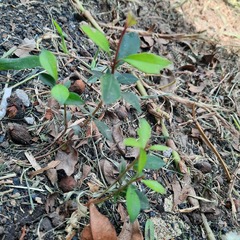 Ternstroemia gymnanthera