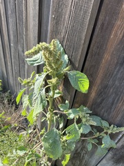 Amaranthus retroflexus