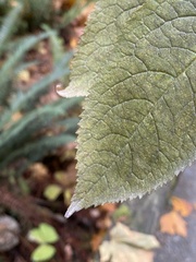 Erysiphe vanbruntiana sambuci-racemosae