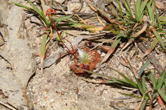 Drosera spilos