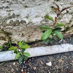 Ternstroemia gymnanthera