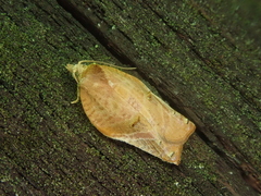 Acleris delicatana