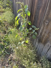 Amaranthus retroflexus