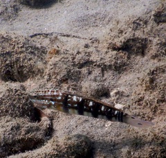 Amblygobius phalaena