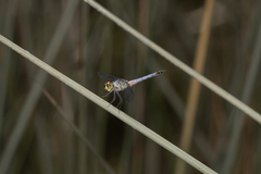 Brachydiplax denticauda