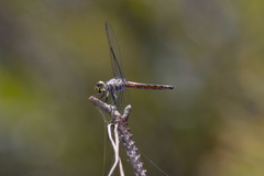 Brachydiplax denticauda