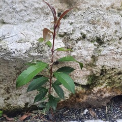 Ternstroemia gymnanthera