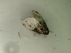 Bryomoia melachlora
