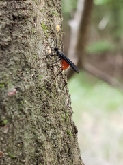 Braconinae